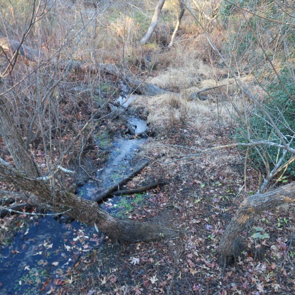 A stream in Allaire State Park in Wall, N.J., has shrunk to a trickle on Tuesday, Nov. 12, 2024, amid record-breaking dry conditions in New Jersey. (AP Photo/Wayne Parry)