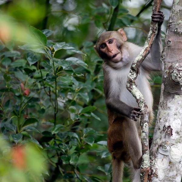 In this Friday, Nov. 10, 2017 photo, a rhesus macaques monkey observes kayakers as they navigate along the Silver River in Silver Springs, Fla. (AP Photo/John Raoux, File)