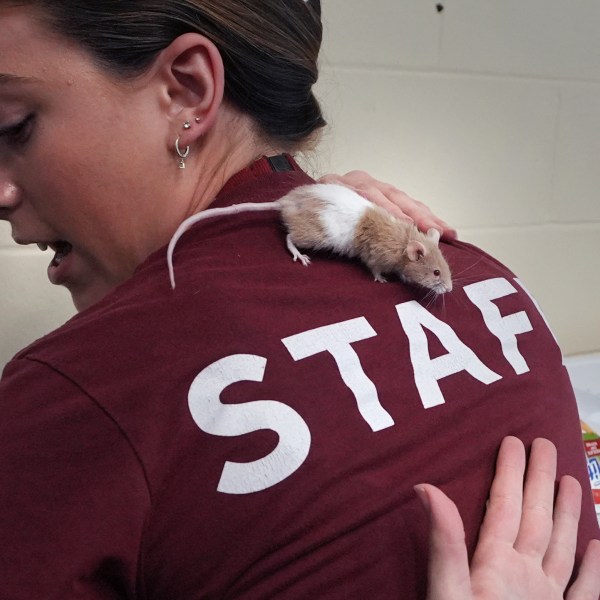 Adoption coordinator Lexi Giannopoulos tries to get a grasp on a mouse that ran up her arm, which is one of nearly 1,000 fancy mice that were surrendered, at the New Hampshire SPCA, Friday, Nov. 15, 2024, in Stratham, N.H. (AP Photo/Charles Krupa)