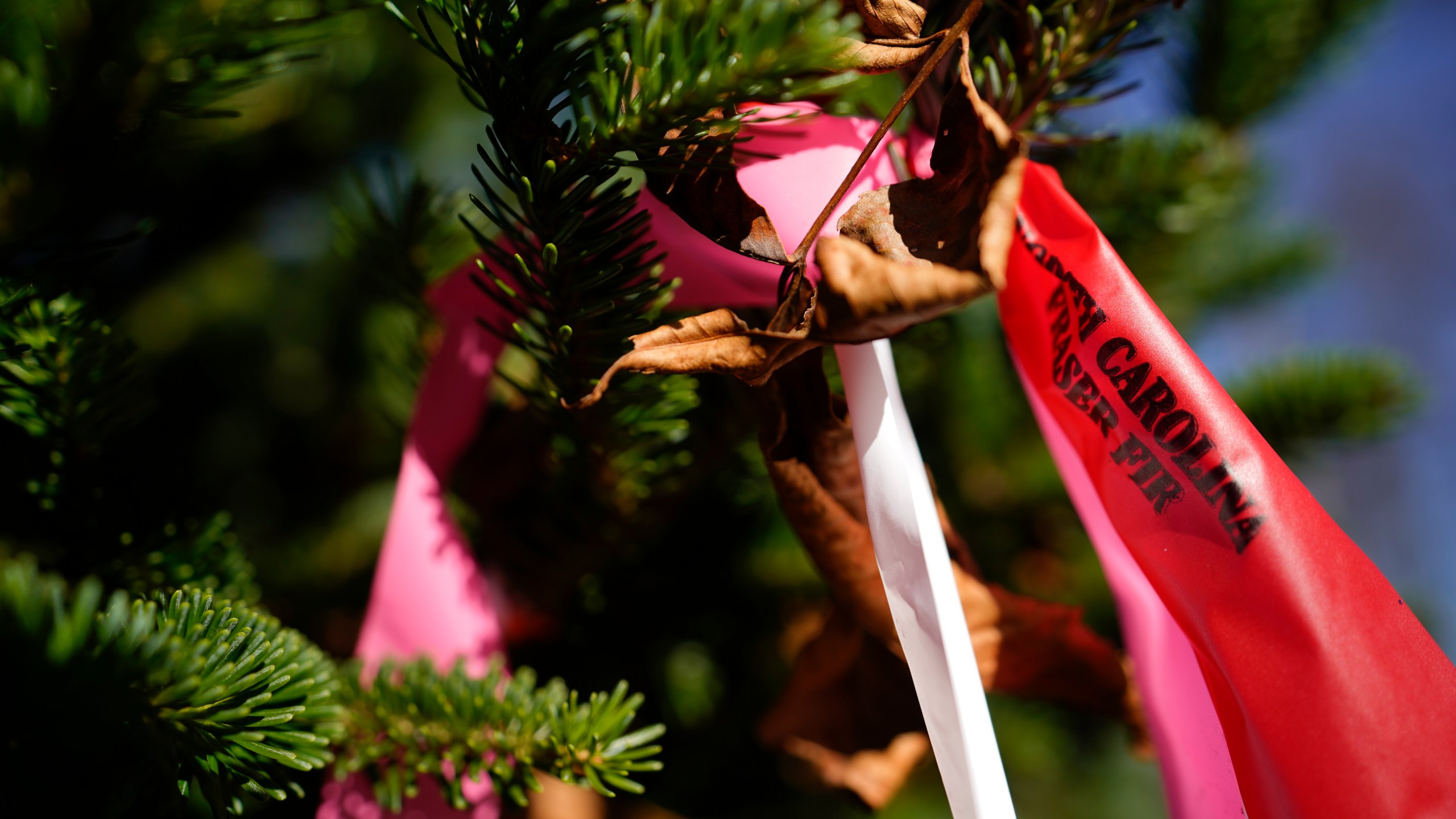 The official White House Christmas tree, a 20-foot Fraser fir, is seen at the Cartner's Christmas Tree Farm, Wednesday, Nov. 13, 2024, in Newland, N.C. (AP Photo/Erik Verduzco)