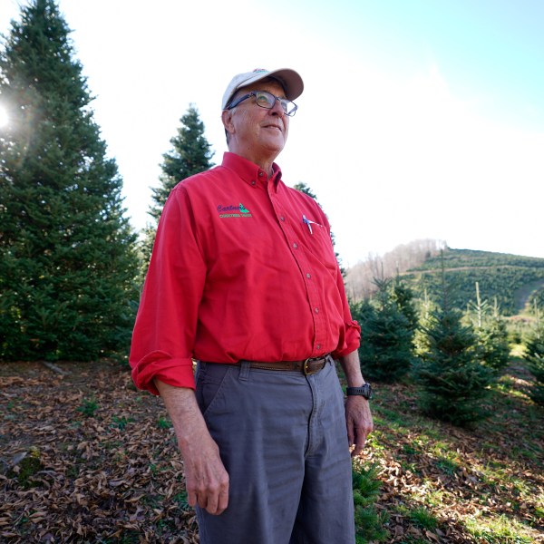 Sam Cartner Jr., co-owner of Cartner's Christmas Tree Farm, poses for a photo next to the official White House Christmas tree, a 20-foot Fraser fir, Wednesday, Nov. 13, 2024, in Newland, N.C. (AP Photo/Erik Verduzco)