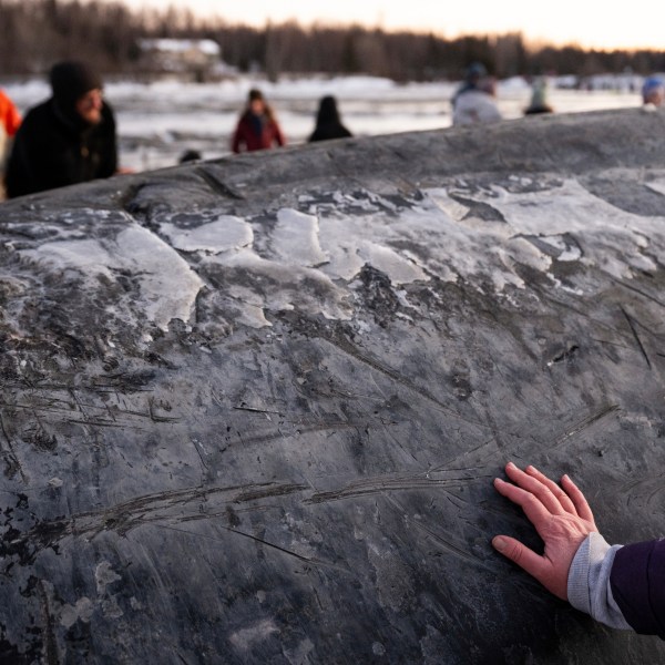 A visitor touches the skin of a fin whale carcass on the coastal mudflats near Anchorage, Alaska, Monday, Nov. 18, 2024. (Marc Lester/Anchorage Daily News via AP)