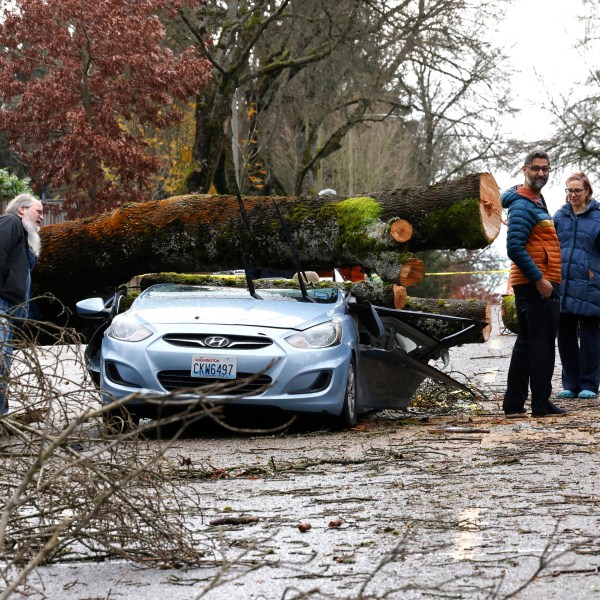 Neighbors look at the remains of small car that had a tree fall on it in the aftermath of a "bomb cyclone" on 35th Avenue Northeast after severe weather hit last night, in Seattle, Wednesday, Nov. 20, 2024. (Karen Ducey/The Seattle Times via AP)