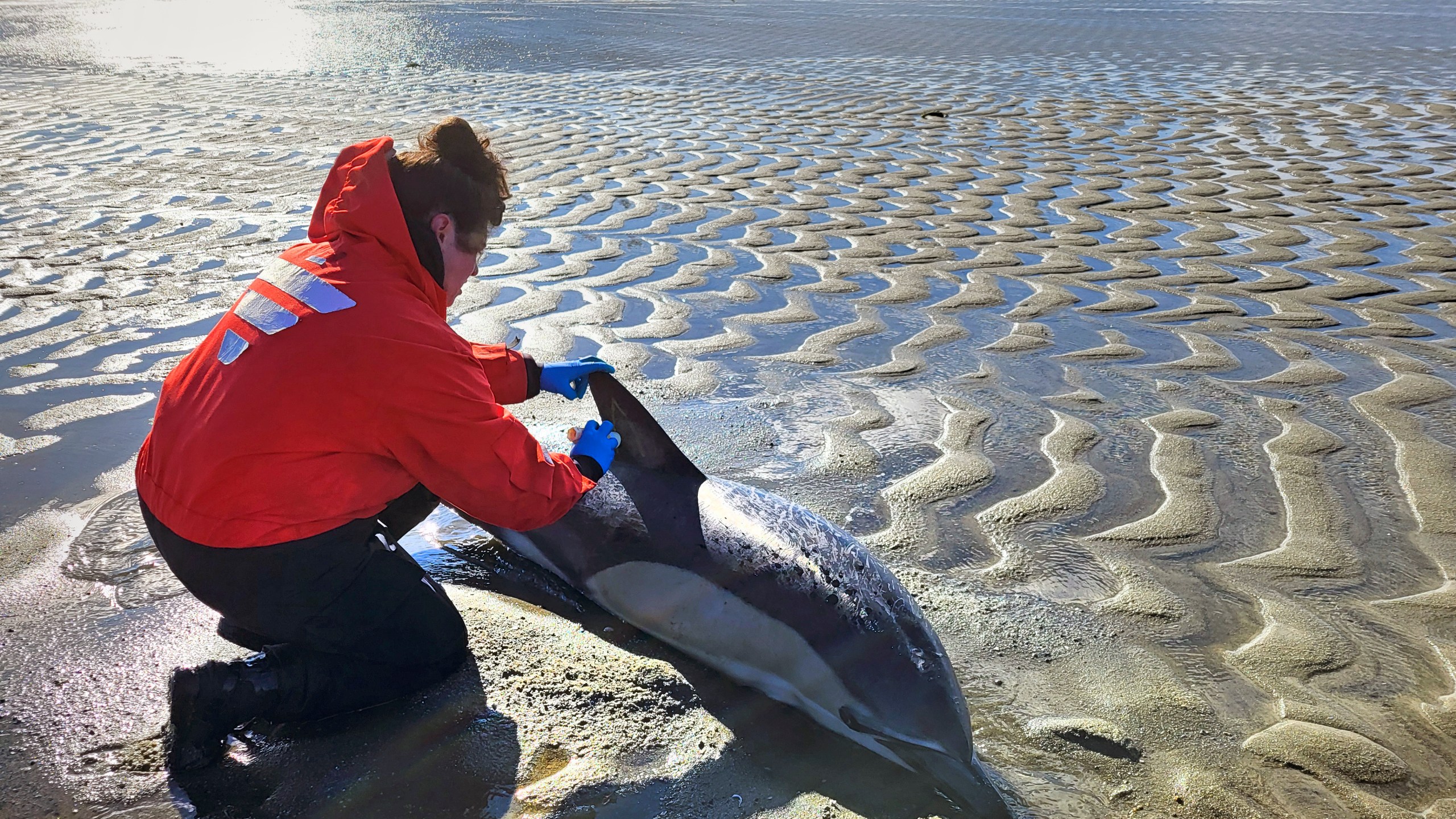 In this image provided by the International Fund for Animal Welfare, a stranded dolphin is attended to near Skaket Beach, Orleans, Nov. 9, 2024, in Orleans, Mass. An unprecedentedly bad year for beached dolphins on Cape Cod might have to do with warming waters changing the availability of the animals' food, said scientists hoping to curb the strandings. (International Fund for Animal Welfare via AP)