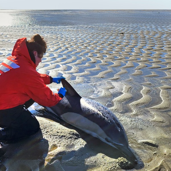 In this image provided by the International Fund for Animal Welfare, a stranded dolphin is attended to near Skaket Beach, Orleans, Nov. 9, 2024, in Orleans, Mass. An unprecedentedly bad year for beached dolphins on Cape Cod might have to do with warming waters changing the availability of the animals' food, said scientists hoping to curb the strandings. (International Fund for Animal Welfare via AP)