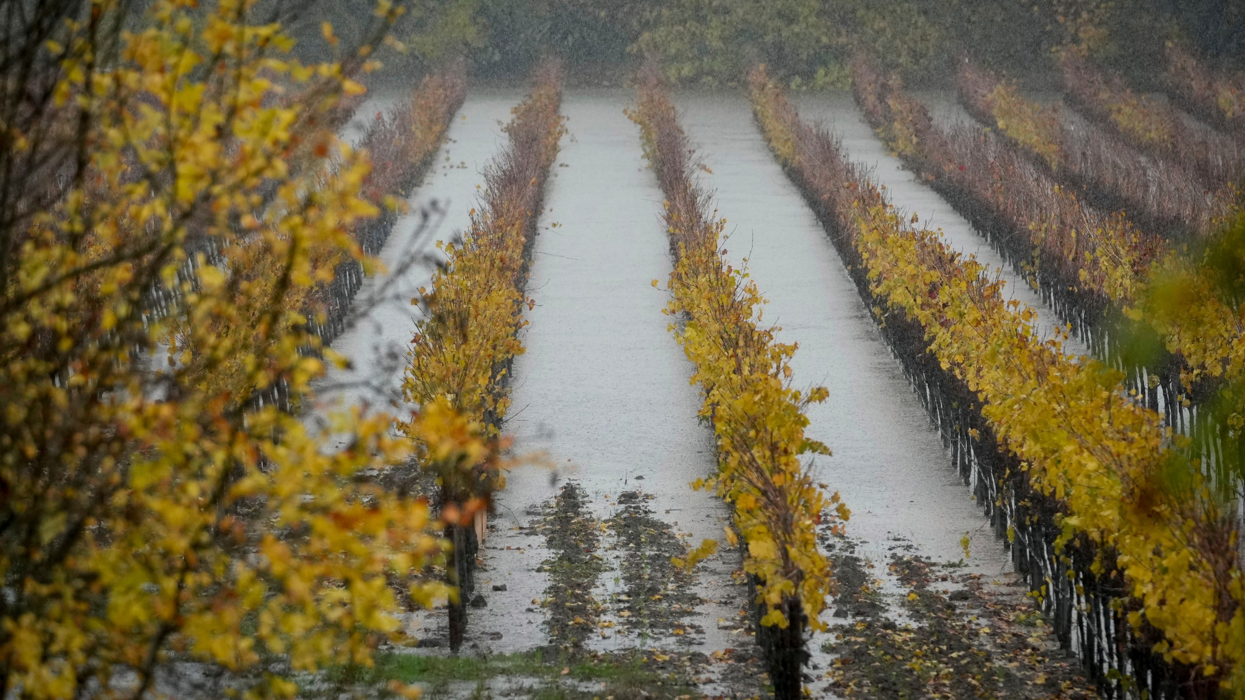 A vineyard is flooded during a storm, Thursday, Nov. 21, 2024, in Forestville, Calif. (AP Photo/Godofredo A. Vásquez)