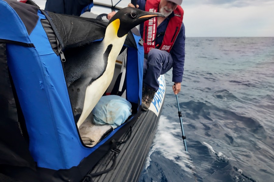 In this photo released by Department of Biodiversity, Conservation and Attractions (DBCA), a male emperor penguin dubbed Gus, is released back into the ocean off the south coast of Western Australia, Wednesday Nov. 20, 2024. (Miles Brotherson/DBCA via AP)