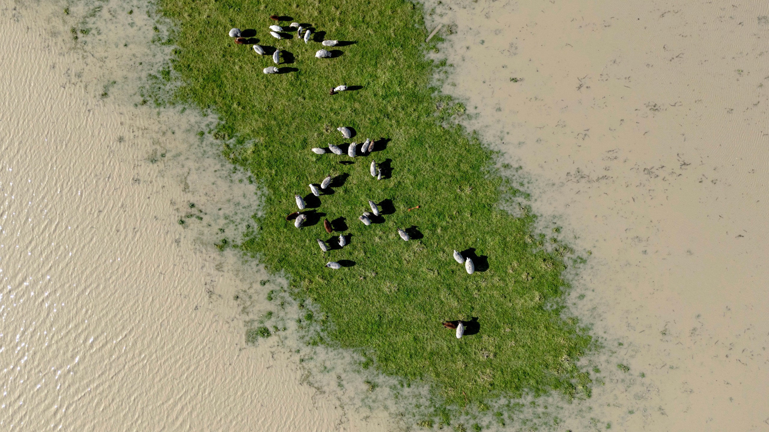 Livestock graze on a patch field not flooded by the swollen Eel River in Ferndale, Calif., Friday, Nov. 22, 2024. (Stephen Lam/San Francisco Chronicle via AP)