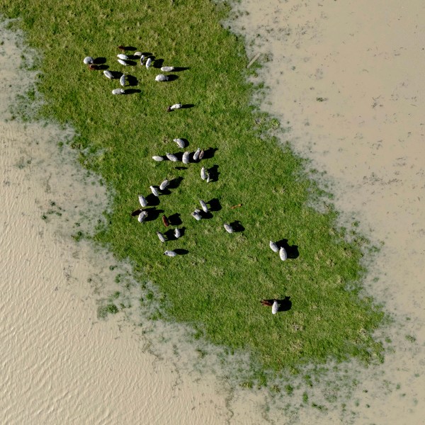 Livestock graze on a patch field not flooded by the swollen Eel River in Ferndale, Calif., Friday, Nov. 22, 2024. (Stephen Lam/San Francisco Chronicle via AP)