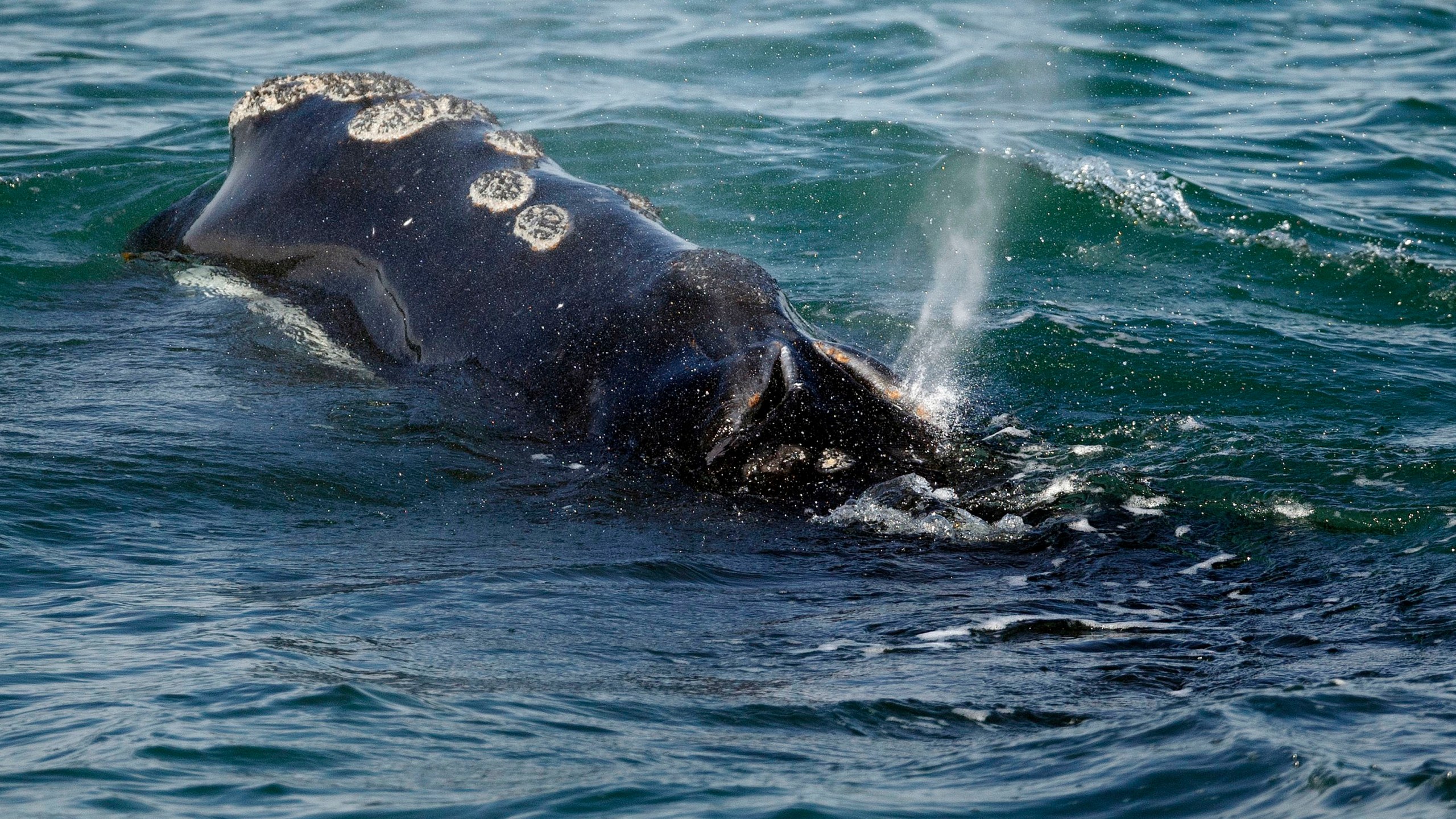 FILE - A North Atlantic right whale feeds on the surface of Cape Cod bay off the coast of Plymouth, Mass., March 28, 2018. (AP Photo/Michael Dwyer, File)