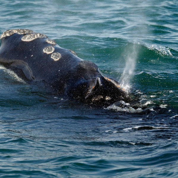 FILE - A North Atlantic right whale feeds on the surface of Cape Cod bay off the coast of Plymouth, Mass., March 28, 2018. (AP Photo/Michael Dwyer, File)