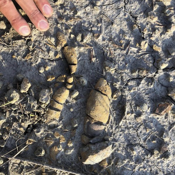 This undated photo provided by Grzegorz Niedzwiedzki shows fossilized plant-eating dinosaur poop found in Soltykow, Poland. (Grzegorz Niedzwiedzki via AP)