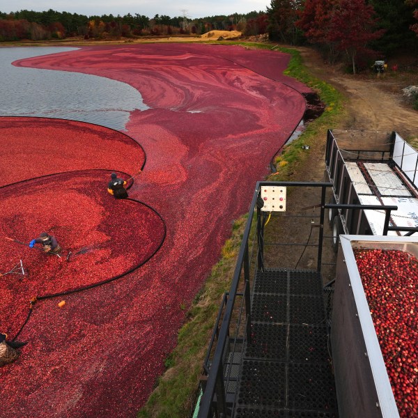 Workers adjust floating booms, left, as cranberries are loaded for transport and processing during a wet harvest at Rocky Meadow Bog, Friday, Nov. 1, 2024, in Middleborough, Mass. (AP Photo/Charles Krupa)