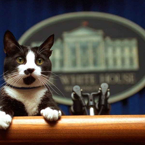 FILE - President Bill Clinton's cat Socks peers over the podium in the White House briefing room in Washington on March 19, 1994. (AP Photo/Marcy Nighswander, File)