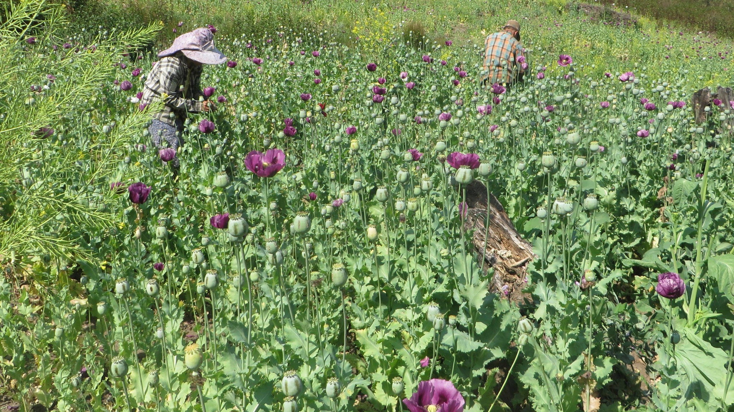 In this undated photo made available Thursday, Dec. 12, 2024 by the United Nations Office on Drugs and Crime (UNODC), workers collect opium gum in a poppy field in Shan State, Myanmar. (UNODC via AP)