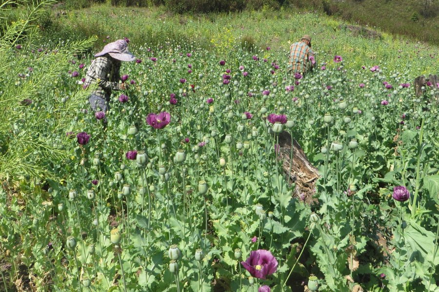 In this undated photo made available Thursday, Dec. 12, 2024 by the United Nations Office on Drugs and Crime (UNODC), workers collect opium gum in a poppy field in Shan State, Myanmar. (UNODC via AP)