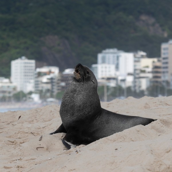 A fur seal stands on Ipanema beach in Rio de Janeiro, Wednesday, Dec. 18, 2024. (AP Photo/Bruna Prado)