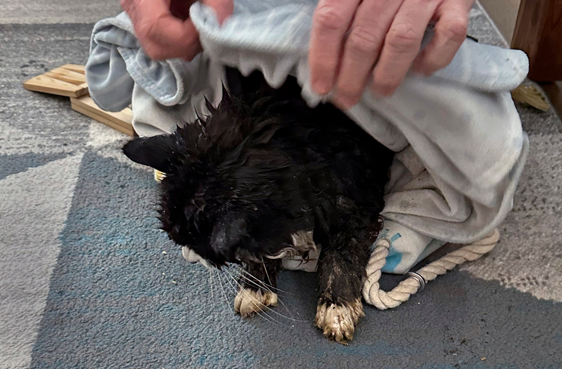 In this image provided by Dawn Felicani, Tiki, a 20-year-old blind cat, is toweled dry after being rescued from the thin ice of Nabnasset Pond, Monday Dec. 16, 2024, in Westford, Mass. (Dawn Felicani via AP)