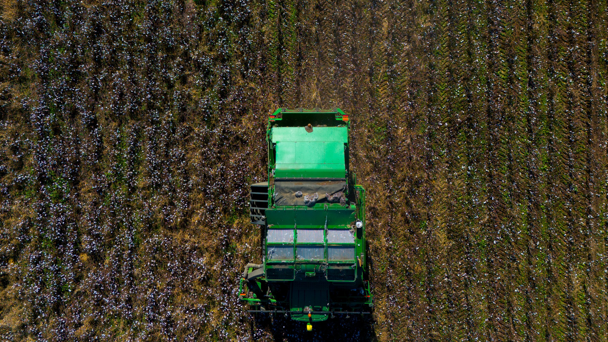 A cotton picker works in a field of cotton, Friday, Dec. 6, 2024, near Lyons, Ga. (AP Photo/Mike Stewart)