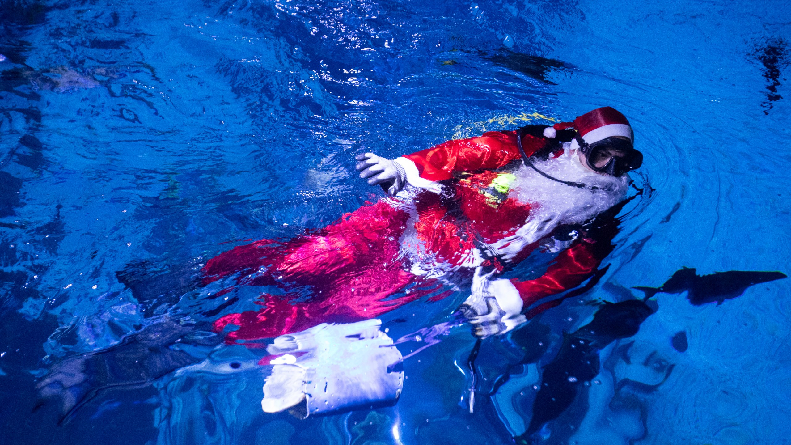 Diver Felipe Luna, dressed in a Santa Claus suit, swims inside a tank at the AquaRio Marine Aquarium as part of an annual Christmas tradition, in Rio de Janeiro, Saturday, Dec. 21, 2024. (AP Photo/ Bruna Prado)