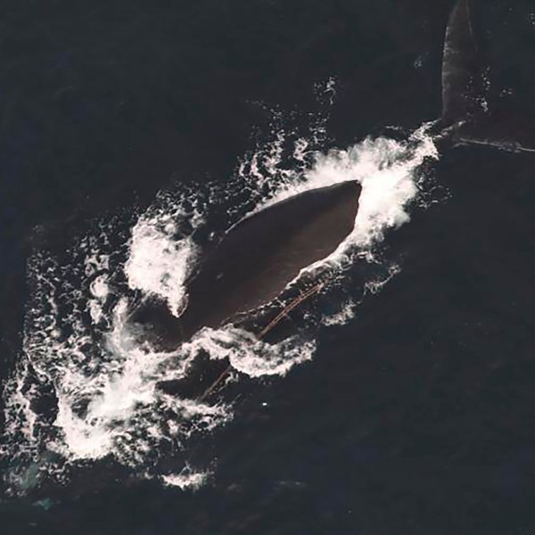 FILE - This photo provided by NOAA Fisheries shows a North Atlantic right whale documented with two fishing lines exiting the left side of the mouth, Dec. 9, 2024. (NOAA Fisheries via AP, File)