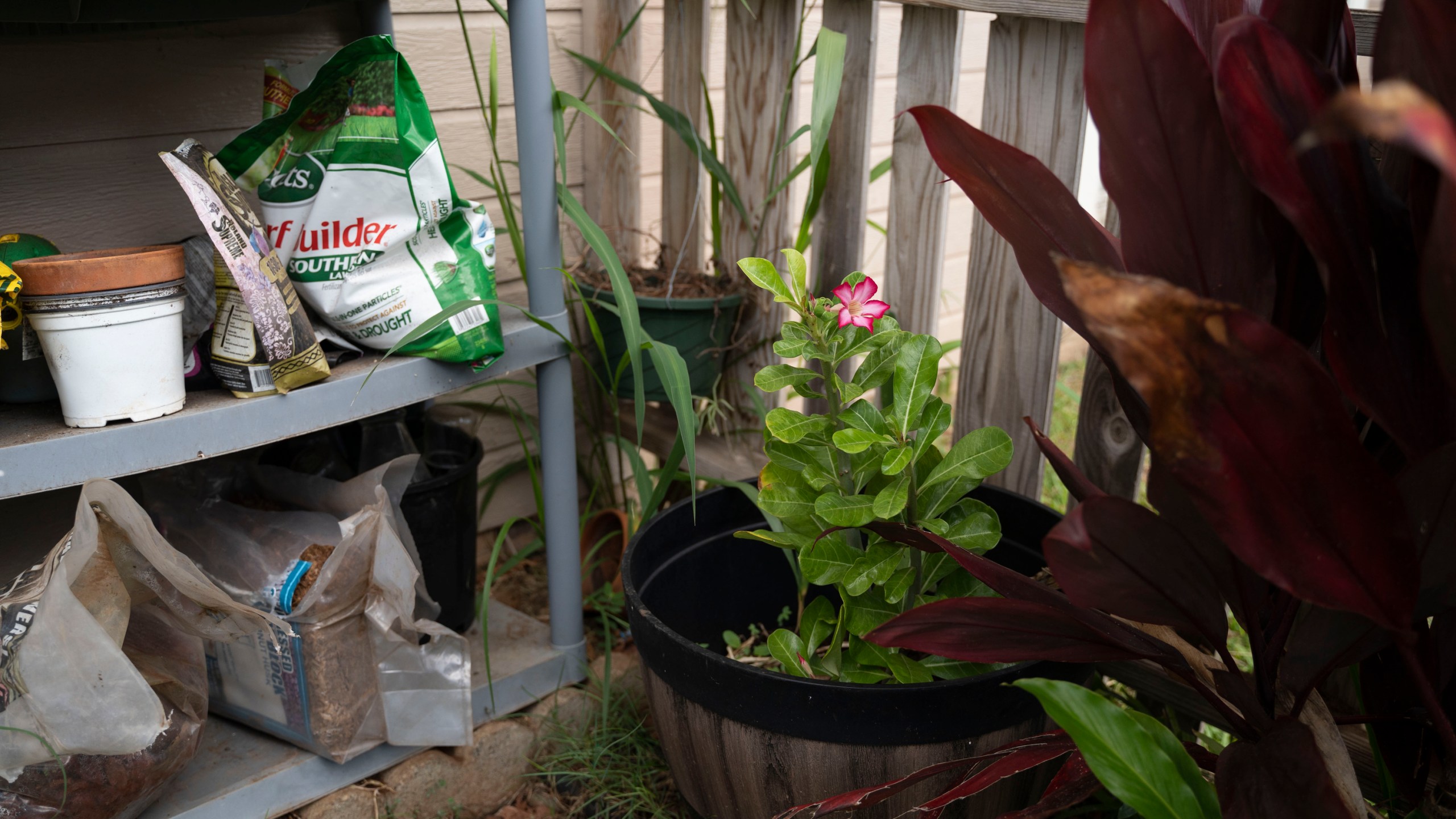 A Desert Rose blooms for the first time after the Lahaina wildfire, in Tamara Akiona's yard, Thursday, Dec. 12, 2024, in Wailuku, Hawaii. The Desert Rose was the only plant that survived at Akiona's house after the Lahaina fire. (AP Photo/Mengshin Lin)