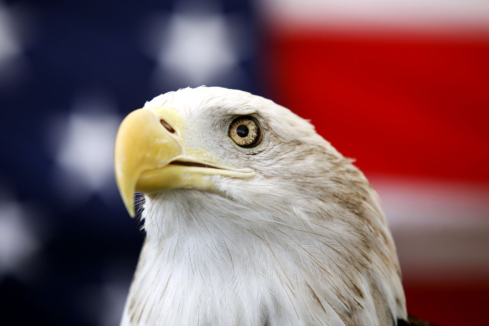 Uncle Sam, a 25-year-old bald eagle, sits on his perch in front of a U.S. flag before the Extreme Raptors Show at the Permian Basin Fair in the Ector County Coliseum fairgrounds in Odessa, Texas, on Wednesday Sept. 11, 2013. (Edyta Blaszczyk/Odessa American via AP)