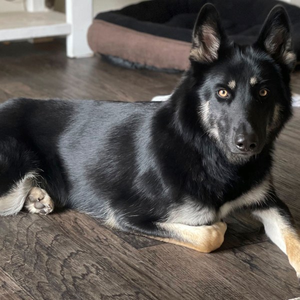 This photo provided by Brooke Comer on Friday, Dec. 27, 2024, shows Athena, a 4-year-old German shepherd and husky mix, who returned home to her Florida family in the middle of the night on Christmas Eve 2024 by ringing the doorbell, ending a more than weeklong mass search among her community. (Brooke Comer via AP)