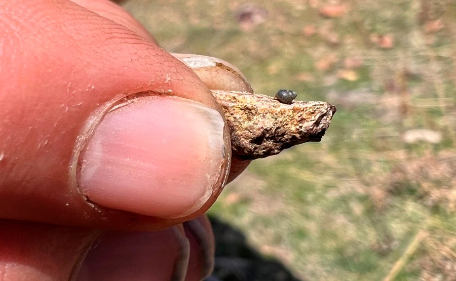 FILE - This photo provided by Lynne Buckner shows a Kings River pryg, a springsnail found in 13 isolated springs around Thacker Pass, 200 miles northeast of Reno, Nev., April 7, 2022. (Lynne Buckner via AP, File)