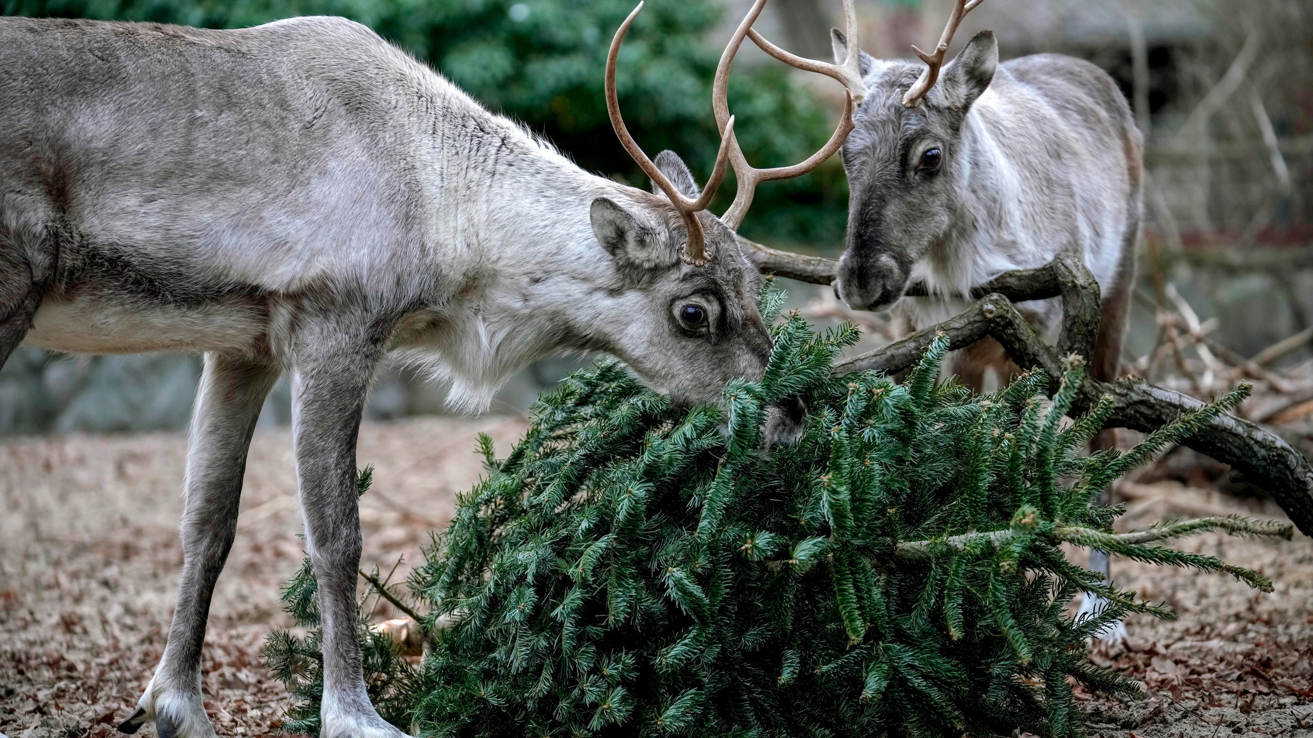 European Forest Reindeers graze on a Christmas tree during the feeding of animals with unused Christmas trees, at the Zoo in Berlin, Germany, Friday, Jan. 3, 2025. (AP Photo/Ebrahim Noroozi)