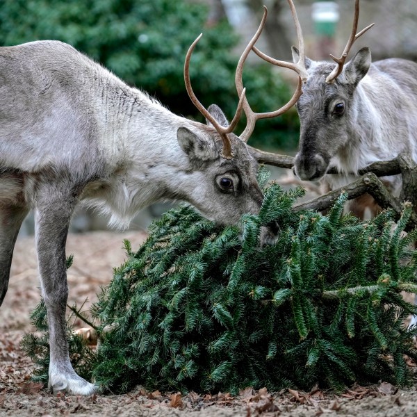 European Forest Reindeers graze on a Christmas tree during the feeding of animals with unused Christmas trees, at the Zoo in Berlin, Germany, Friday, Jan. 3, 2025. (AP Photo/Ebrahim Noroozi)