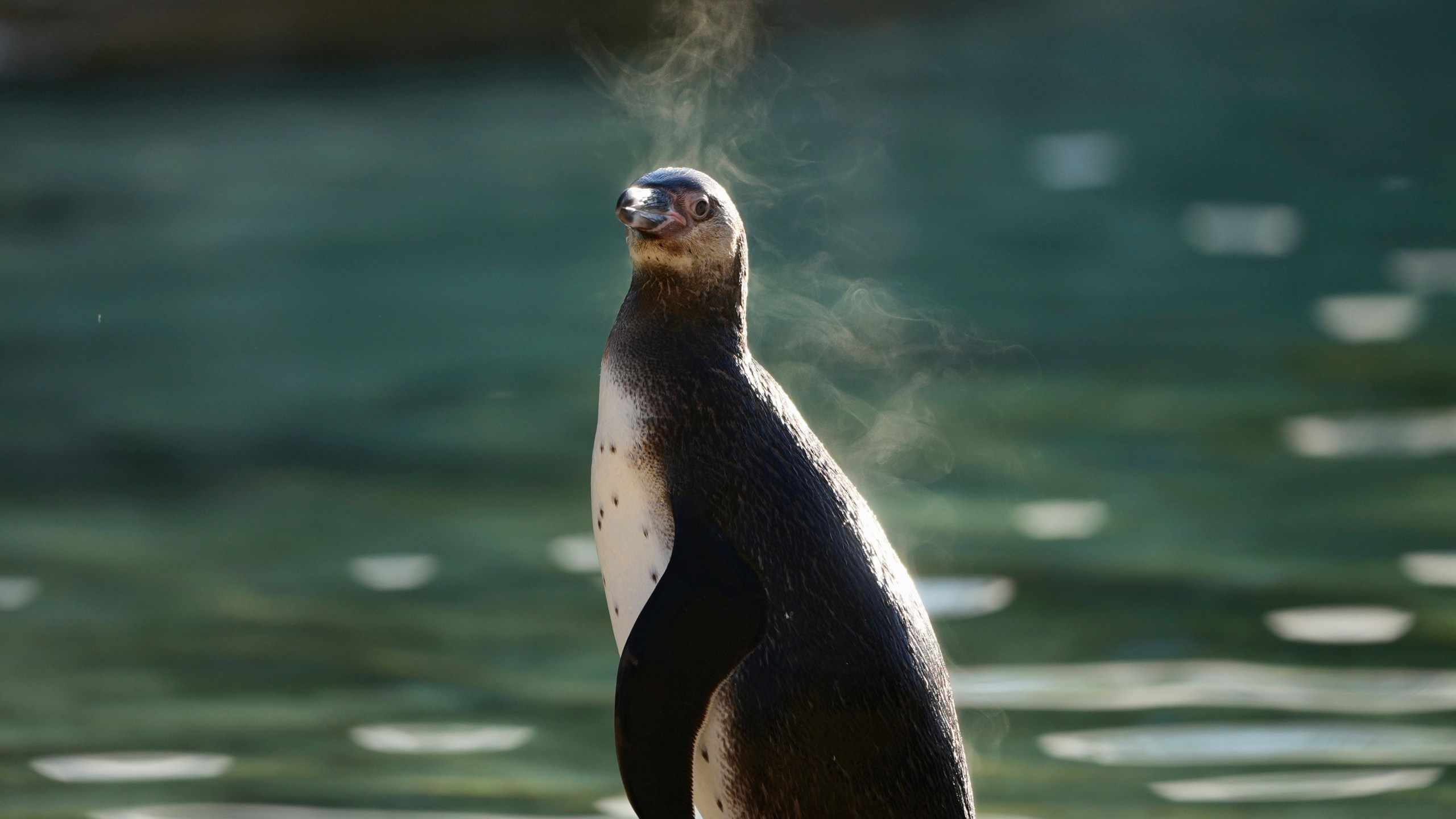 A penguin stands during the annual stocktake at London Zoo in London, Friday, Jan. 3, 2025. (AP Photo/Kin Cheung)