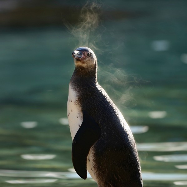 A penguin stands during the annual stocktake at London Zoo in London, Friday, Jan. 3, 2025. (AP Photo/Kin Cheung)