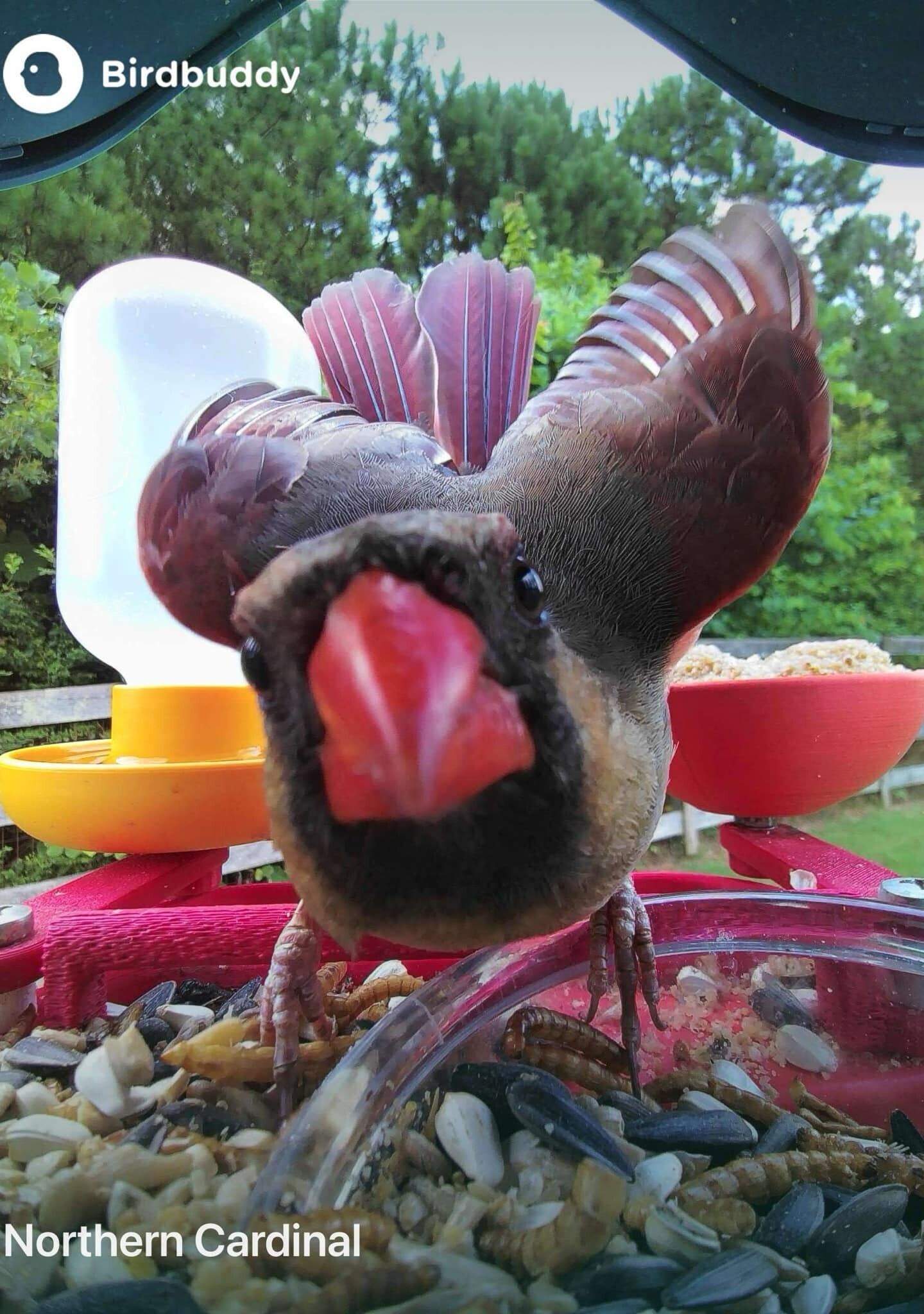 This undated photo courtesy of Mark Pilch shows a cardinal on his Bird buddy bird feeder in his backyard in Cumming, Georgia. (Mark Pilch via AP)