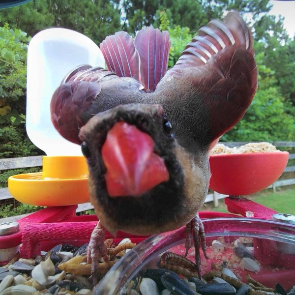 This undated photo courtesy of Mark Pilch shows a cardinal on his Bird buddy bird feeder in his backyard in Cumming, Georgia. (Mark Pilch via AP)