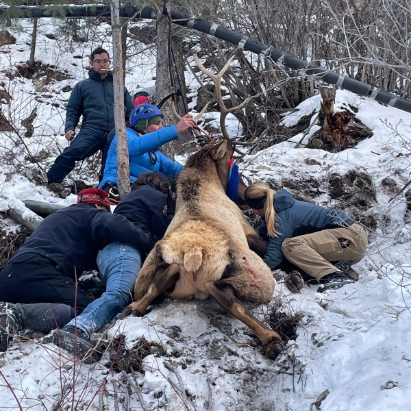 Wildlife officials and climbers rescue a bull elk after the animal became entangled in a rope at an ice climbing area in Lake City, southwestern Colorado, Friday, Jan. 3, 2025. (Colorado Parks and Wildlife via AP)