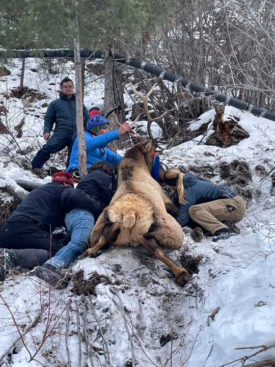 Wildlife officials and climbers rescue a bull elk after the animal became entangled in a rope at an ice climbing area in Lake City, southwestern Colorado, Friday, Jan. 3, 2025. (Colorado Parks and Wildlife via AP)