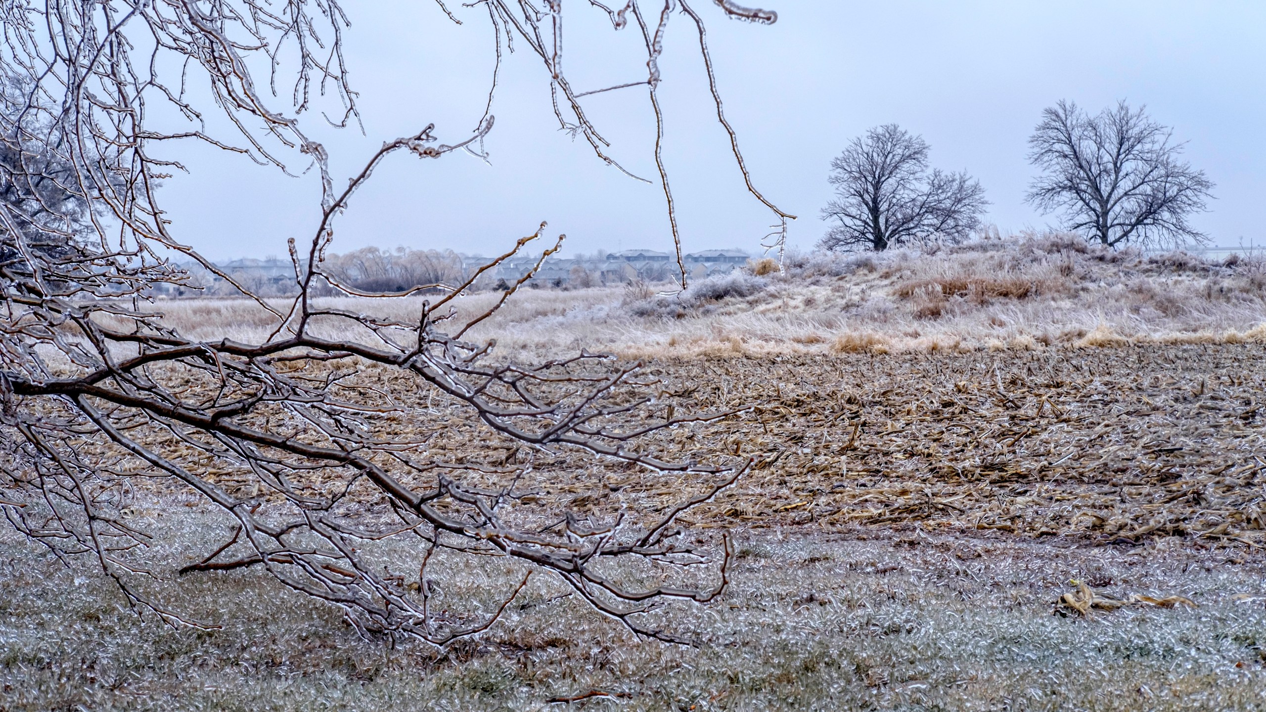 FILE - Ice accumulates on trees, grass and corn stalks in North Liberty, Iowa, Dec. 14, 2024. (Nick Rohlman/The Gazette via AP, File)