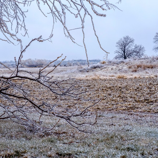 FILE - Ice accumulates on trees, grass and corn stalks in North Liberty, Iowa, Dec. 14, 2024. (Nick Rohlman/The Gazette via AP, File)