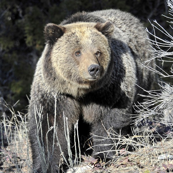 FILE - A Grizzly bear walk through Yellowstone National Park near Mammoth, Wyo., May 4, 2009. (AP Photo/Billings Gazette, David Grubbs, File)