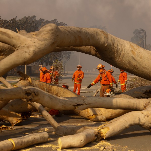 Fire crews begin to clear a toppled tree in the aftermath of the Palisades Fire in the Pacific Palisades neighborhood of Los Angeles, Wednesday, Jan. 8, 2025. (AP Photo/Etienne Laurent)