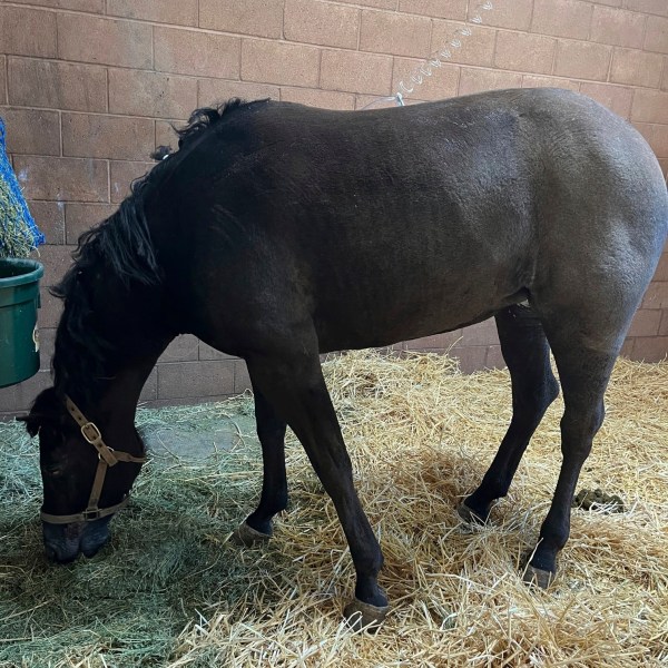 In this photo provided by Julia Bagan, a mare dubbed Flicka eats at the Chino Valley Equine Hospital in Chino Hills, Calif., Thursday, Jan. 8, 2025, after she was rescued from the Eaton Fire in Altadena on Wednesday. (Julia Bagan via AP)