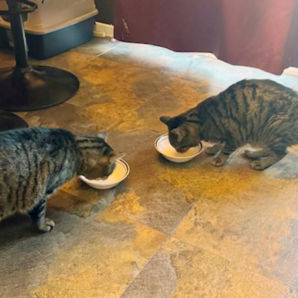 This photo provided by Joseph Journell of San Bernardino, Calif. shows two of his cats drinking raw cow’s milk in November 2024 before the milk was recalled in December 2024 for containing H5N1 bird flu virus. Big Boy, left, was hospitalized, but survived. Alexander, right, died. (Joseph Journell via AP)