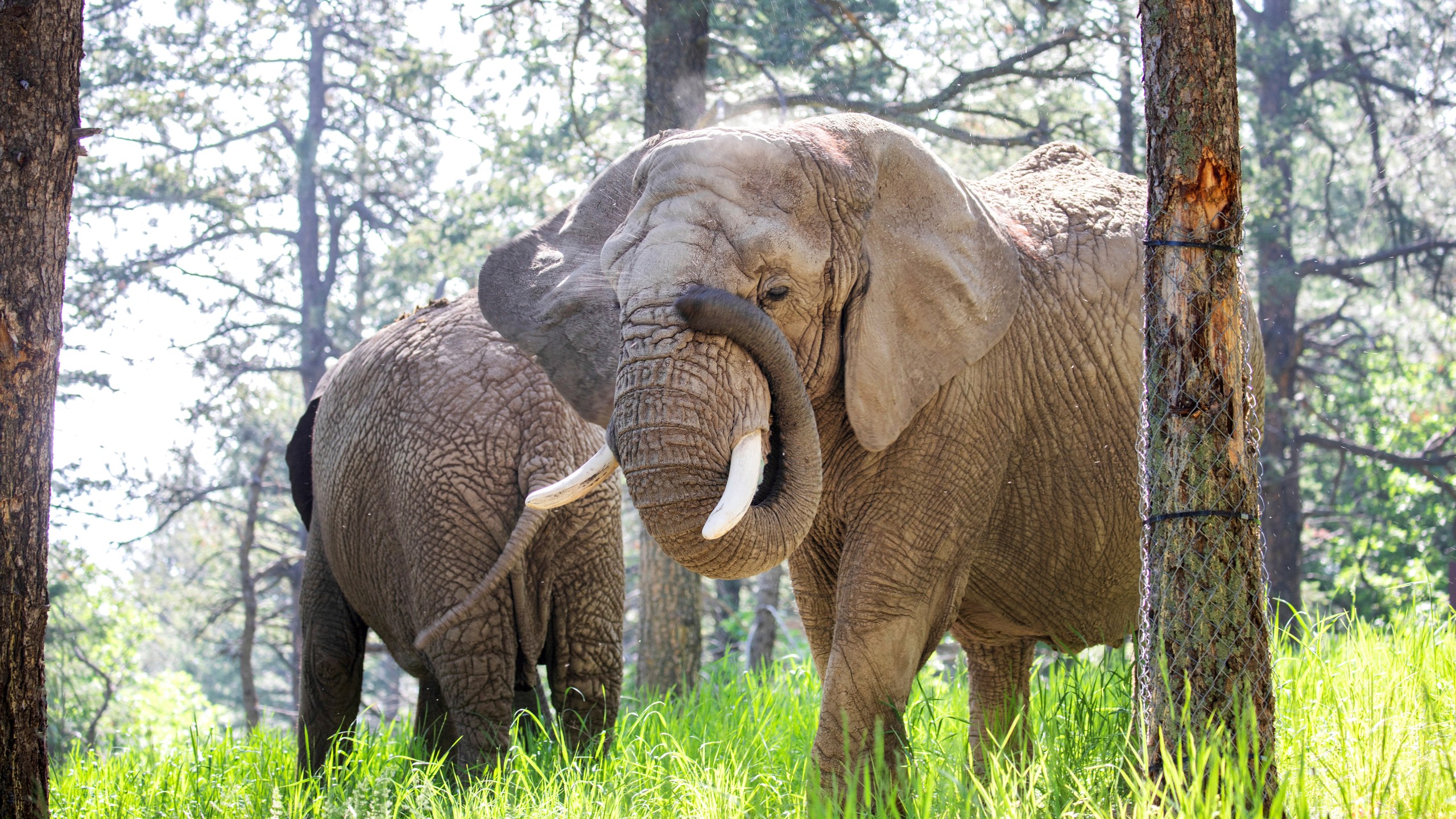 FILE - This undated photo provided by the Cheyenne Mountain Zoo shows elephants Kimba, front, and Lucky, back, at the Zoo in Colorado Springs, Colo. (Cheyenne Mountain Zoo via AP, File)