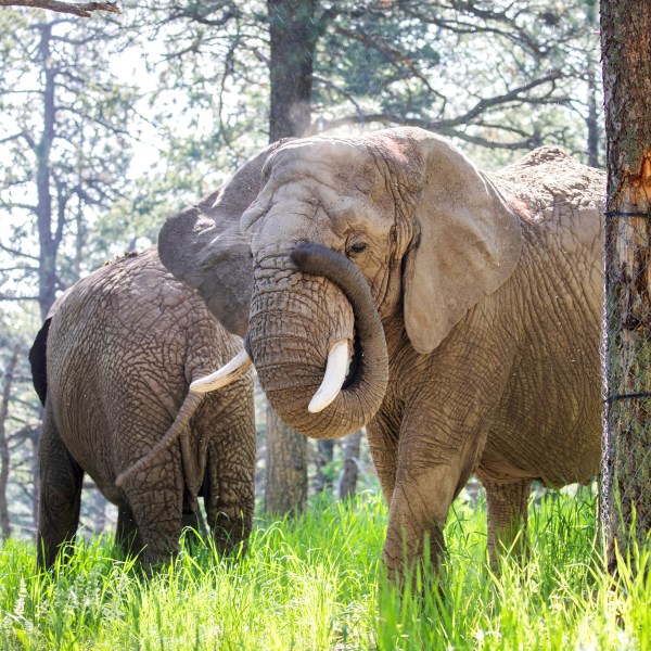 FILE - This undated photo provided by the Cheyenne Mountain Zoo shows elephants Kimba, front, and Lucky, back, at the Zoo in Colorado Springs, Colo. (Cheyenne Mountain Zoo via AP, File)