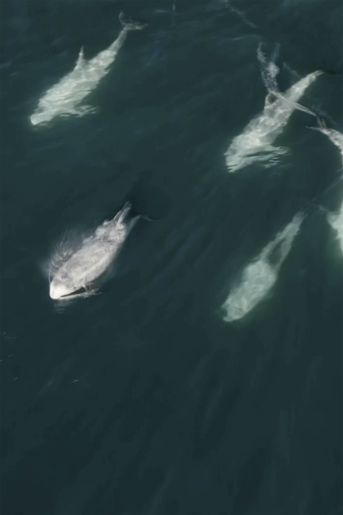 This image provided by the Monterey Bay Whale Watch shows a cluster of dolphins across Carmel Bay on the central coast of California on Friday, Jan. 24, 2025. (Evan Brodsky/Monterey Bay Whale Watch via AP)