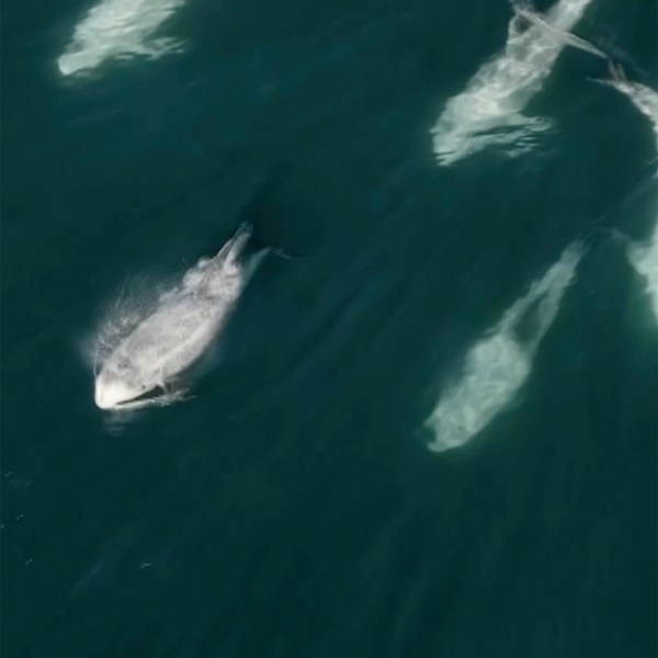 This image provided by the Monterey Bay Whale Watch shows a cluster of dolphins across Carmel Bay on the central coast of California on Friday, Jan. 24, 2025. (Evan Brodsky/Monterey Bay Whale Watch via AP)