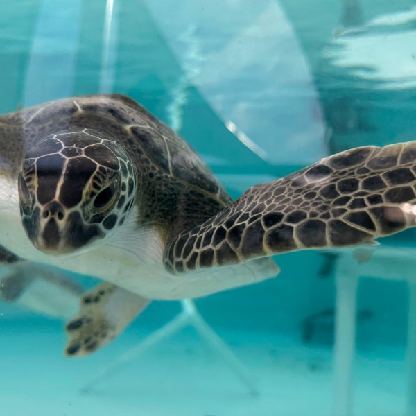 A green sea turtle being treated for cold stunning is seen swimming in a tank at Loggerhead Marinelife Center in Juno Beach, Fla., on Wednesday, Jan. 29, 2025. (AP Photo/Cody Jackson)