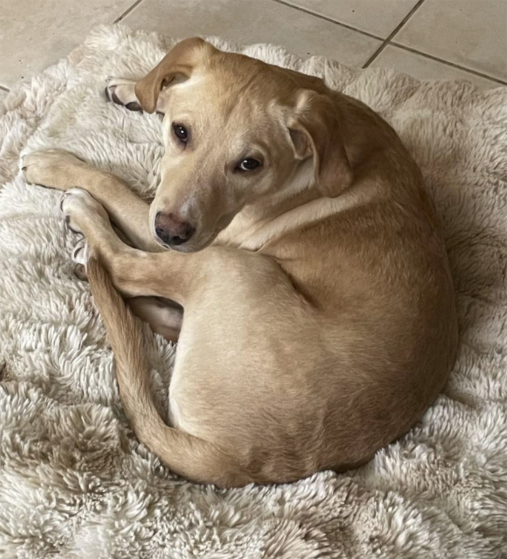 In this photo provided by Animal Shelter of Schoharie Valley shows Whiskey, one of two dogs that survived an animal-rescue flight crash in November 2024 that killed the pilot, at his new home in Middletown, Conn., in January 2025. (Animal Shelter of Schoharie Valley via AP)