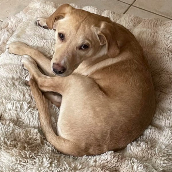 In this photo provided by Animal Shelter of Schoharie Valley shows Whiskey, one of two dogs that survived an animal-rescue flight crash in November 2024 that killed the pilot, at his new home in Middletown, Conn., in January 2025. (Animal Shelter of Schoharie Valley via AP)